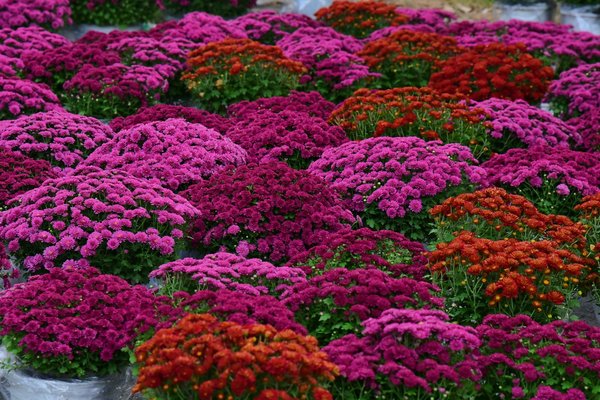 Quels sont les avantages d'une maison écologique ?